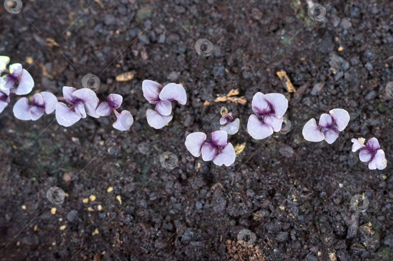 Скачать Базилик фиолетовый - дружные всходы зелени из семян фотосток Ozero
