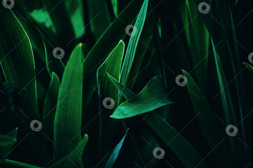 Скачать цветочный сад фотосток Ozero