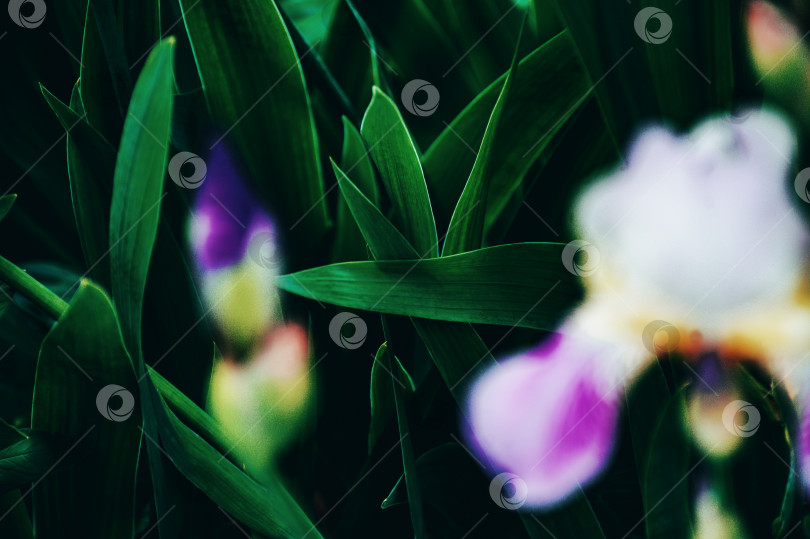 Скачать цветочный сад фотосток Ozero