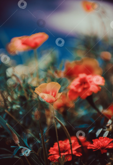 Скачать цветочный сад фотосток Ozero