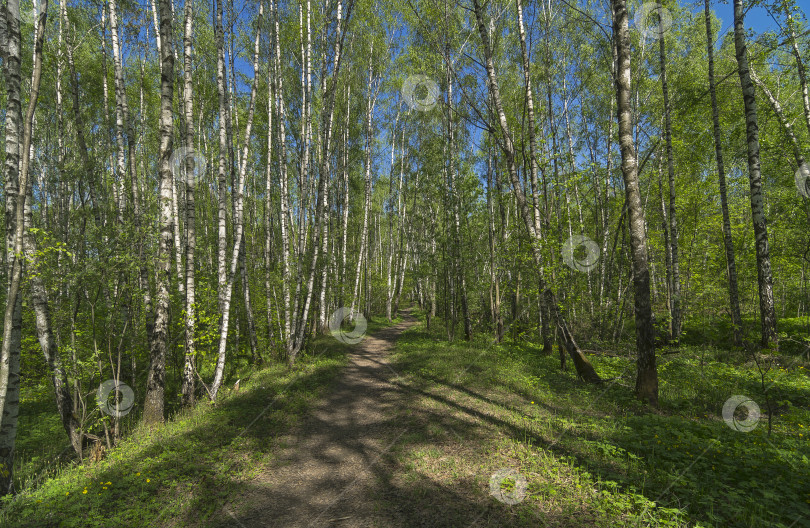 Скачать Тропинка в весеннем лесу. фотосток Ozero
