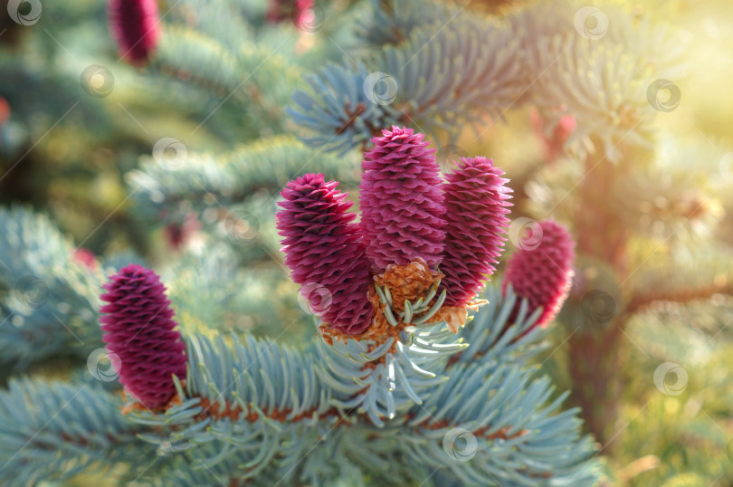 Скачать Красные розы на голове или Picea asperata (желтеющая) фотосток Ozero
