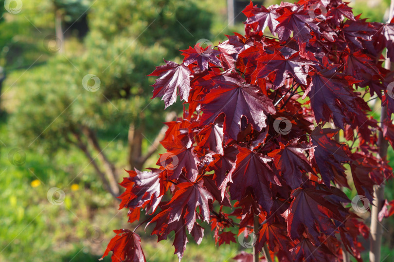 Скачать Красный клен Royal Red (Ройал Ред) для самых дорогих гостей фотосток Ozero