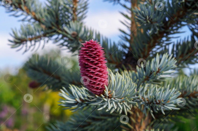 Скачать Розовая шишка на голубой ели Picea asperata (ель шероховатая) фотосток Ozero