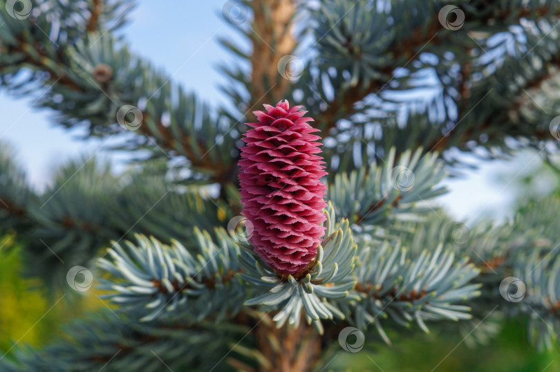Скачать Большая розовая шишка на ветке голубой ели фотосток Ozero