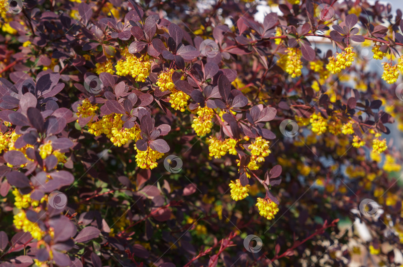 Скачать Желтые цветы большого красно-лилового кустарника - барбарис оттавский (berberis ottawensis) Superba фотосток Ozero