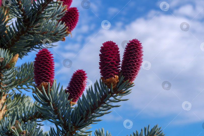 Скачать Розовые шишки на ветках голубой ели Picea asperata (ель шероховатая) на фоне синего неба и белых облаков фотосток Ozero