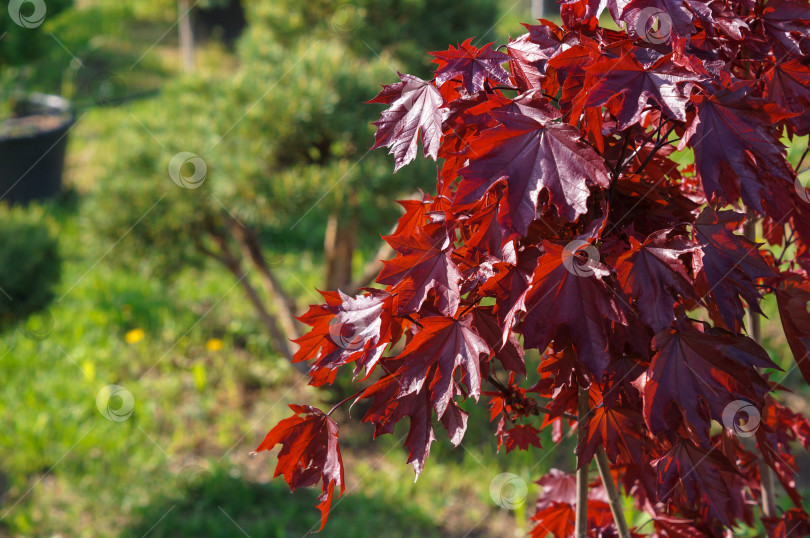 Скачать Красный клен сорта Royal Red (Роял Ред) на фоне других растений фотосток Ozero