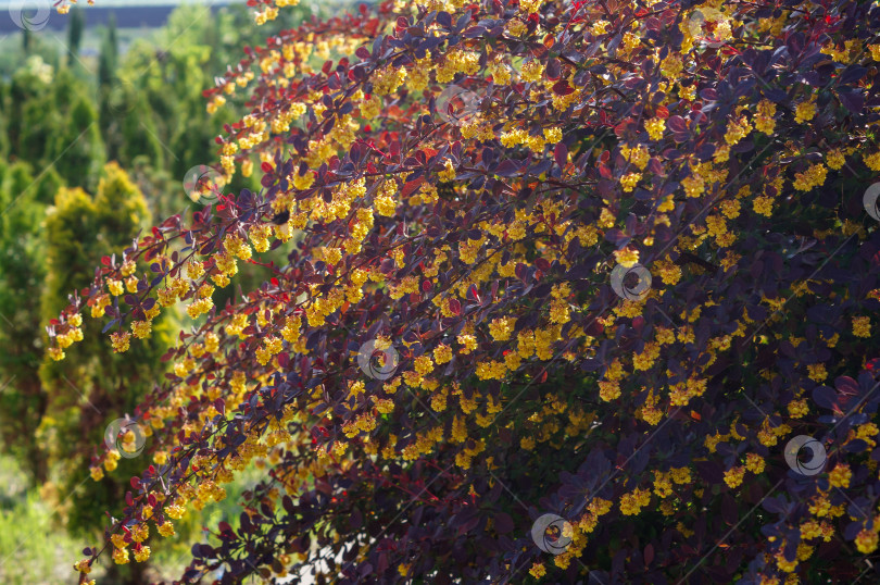 Скачать Красный большой цветущий кустарник - барбарис оттавский (berberis ottawensis) Superba на фоне леса из туй фотосток Ozero