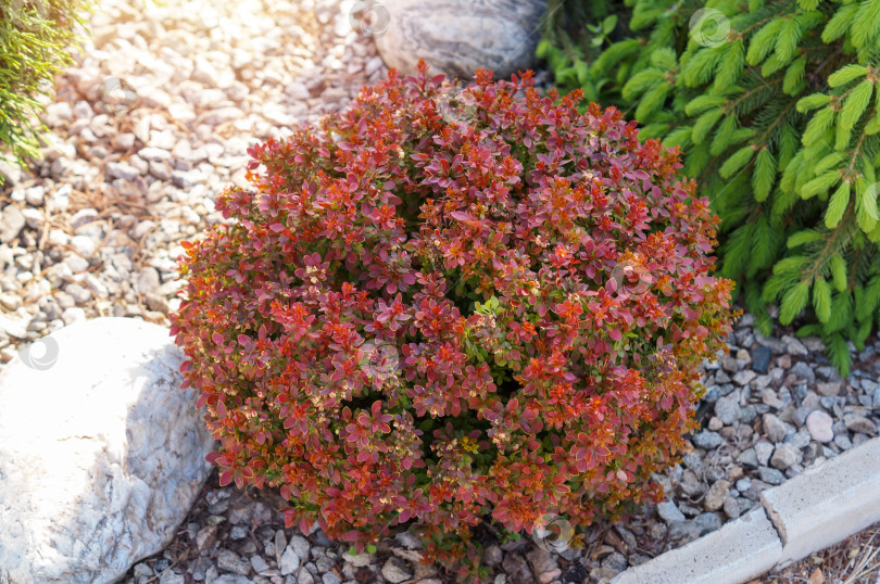 Скачать Красный шаровидный карликовый барбарис Тунберга (berberis thunbergii) Bagatelle в композиции камней и ели обыкновенной (Picea abies) Inversa фотосток Ozero