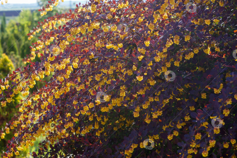 Скачать Красный большой цветущий кустарник - барбарис оттавский (барбарис ottawensis) Суперба на фоне хвойных растений фотосток Ozero