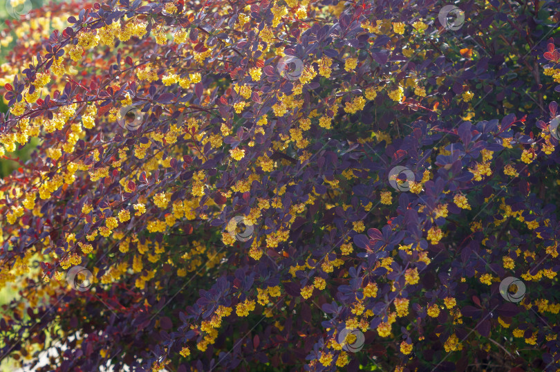 Скачать Цветение большого красно-лилового кустарника - барбариса оттавского (berberis ottawensis) Superba фотосток Ozero