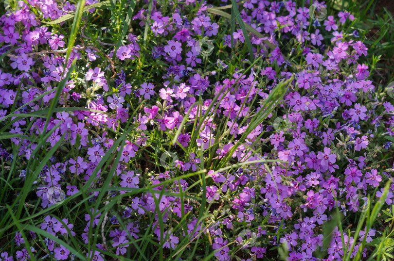 Скачать Букетное цветение сиреневых флоксов в зеленой траве фотосток Ozero