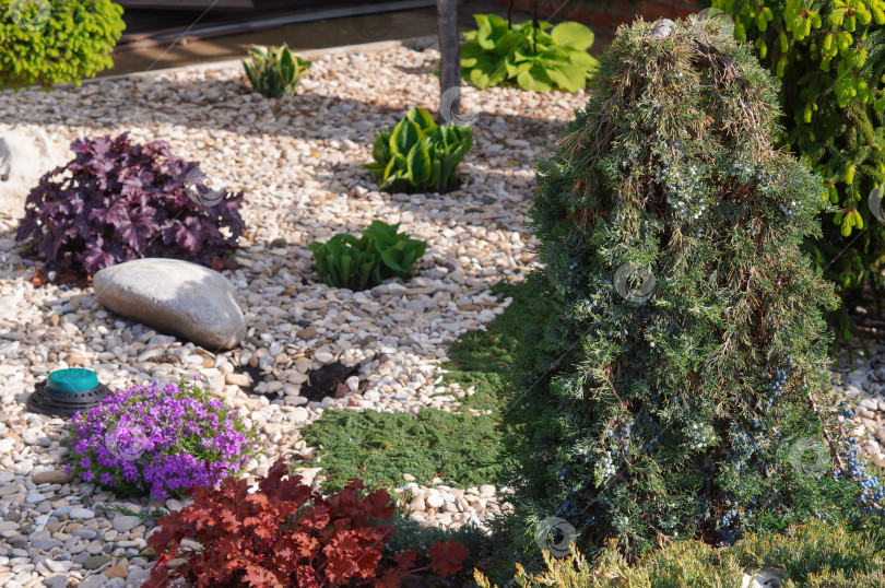 Скачать Можжевельник горизонтальный на штамбе Juniperus horizontalis Wiltonii усыпанный ягодами в композиции разных декоративных растений для формирования зимнего сада фотосток Ozero