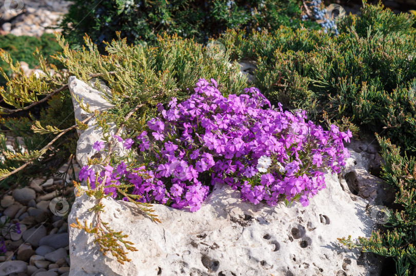 Скачать Цветение маленьких сиреневых флоксов в большом камне в композиции с хвоей и галькой фотосток Ozero