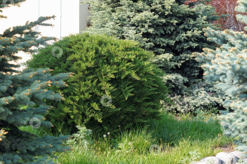 Скачать Можжевельник казацкий Тамарисцифолия Tamariscifolia на штамбе, сформированный в виде шара, в окружении голубых елей фотосток Ozero