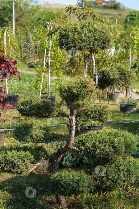 Скачать Бонсай из можжевельника на фоне разных саженцев деревьев фотосток Ozero