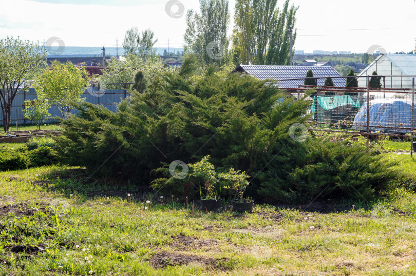 Скачать Огромный раскидистый можжевельник казацкий (Juniperus sabina) на фоне сада и построек фотосток Ozero