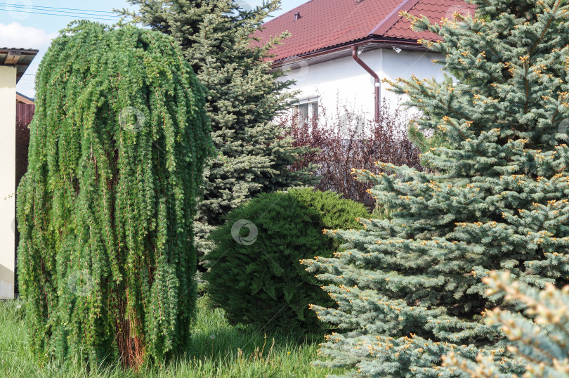 Скачать Красивая густая лиственница на штамбе Larix decidua (лиственница европейская) Repens в окружении других хвойных растений на фоне белого дома с красной черепичной крышей фотосток Ozero