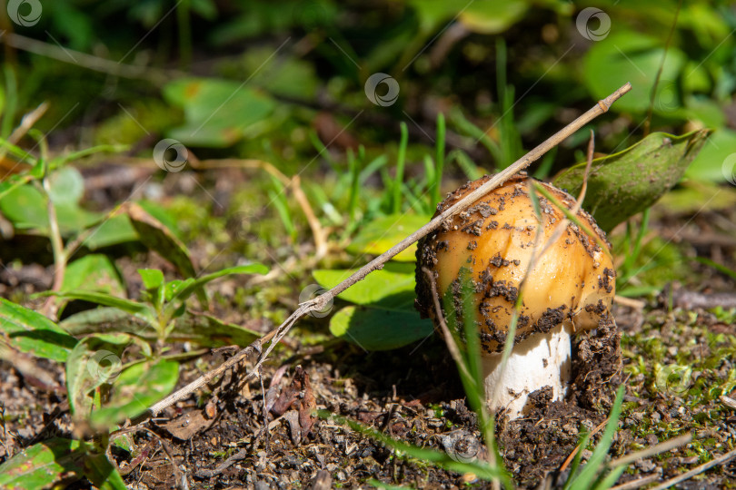 Скачать Молодой гриб и веточка фотосток Ozero