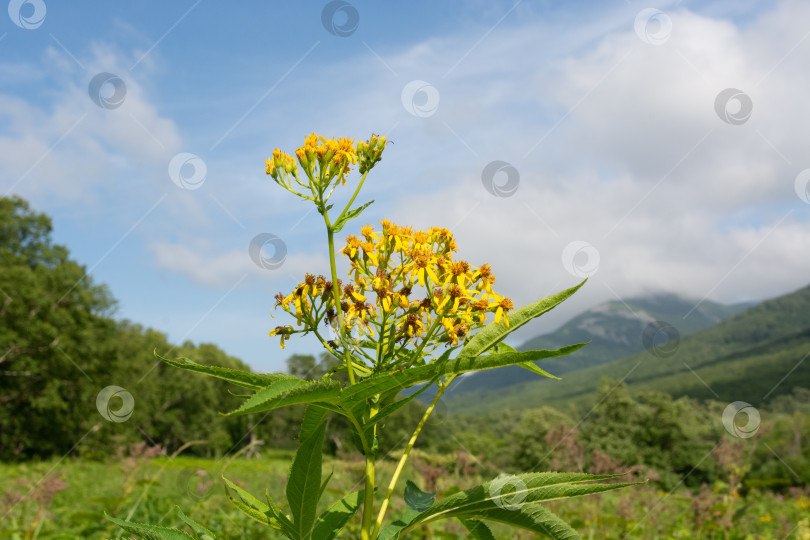 Скачать Цветочек кустарниковый коноплистный (Senecio cannabifolius Less) фотосток Ozero
