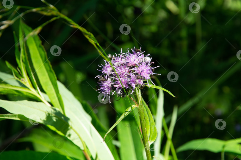 Скачать Цветок Соссюра Тилезиева (Saussurea tilesii) фотосток Ozero