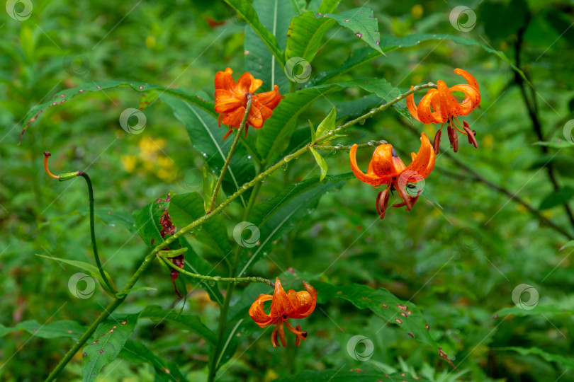 Скачать Цветочек Саранки оранжевой или Лилии слабой (Lilium debile) фотосток Ozero