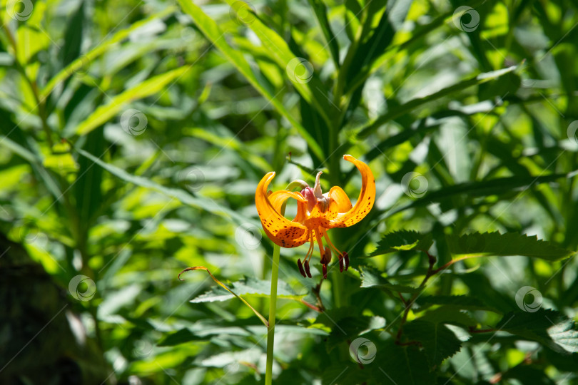 Скачать Цветочек Саранки оранжевой или Лилии слабой (Lilium debile) фотосток Ozero