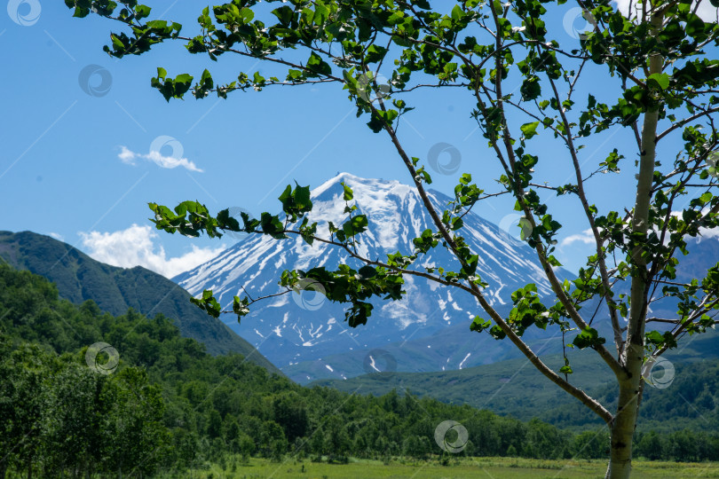 Скачать Молодое дерево на фоне Вулкан Ключевская сопка (Ключевской) Камчатка фотосток Ozero