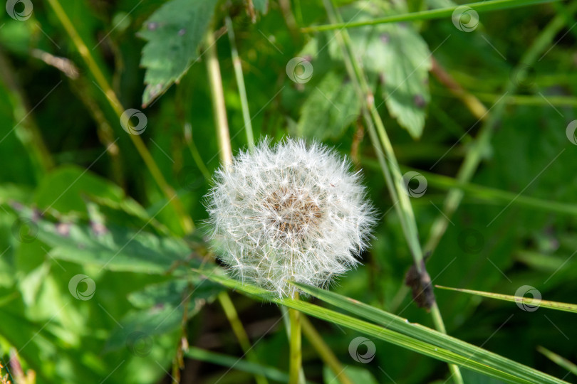 Скачать Одуванчик отцвел фотосток Ozero