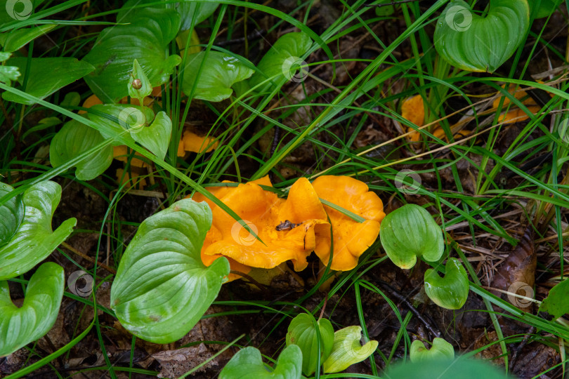 Скачать Грибы лисички (Cantharellus cibarius) фотосток Ozero