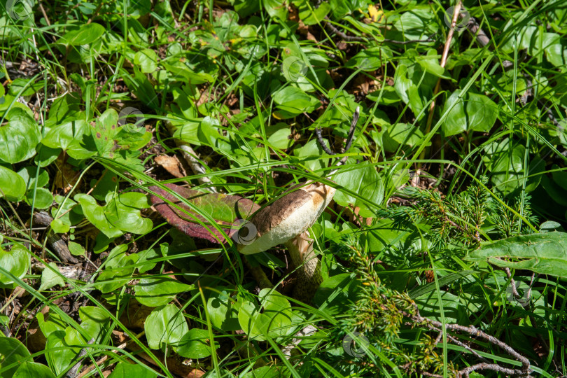 Скачать Гриб подберезовик (Boletus scaber) фотосток Ozero