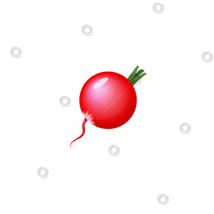 Скачать Значок овоща "Свежая редька" на белом фоне для веб-дизайна фотосток Ozero
