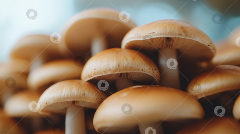 Скачать Грибная гроздь, растущая в светлом помещении фотосток Ozero
