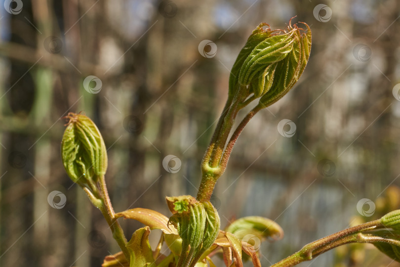 Скачать Из листовых почек клена остролистного (лат. Acer platanoides) распустились листья. фотосток Ozero
