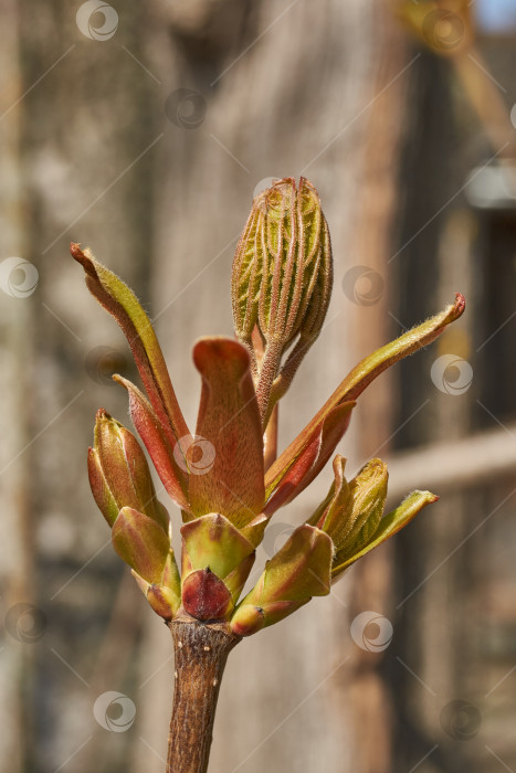 Скачать Из листовых почек клена остролистного (лат. Acer platanoides) распустились листья. фотосток Ozero