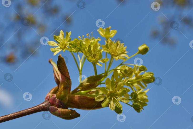 Скачать Распускаются цветочные почки клена остролистного (лат. Acer platanoides). фотосток Ozero