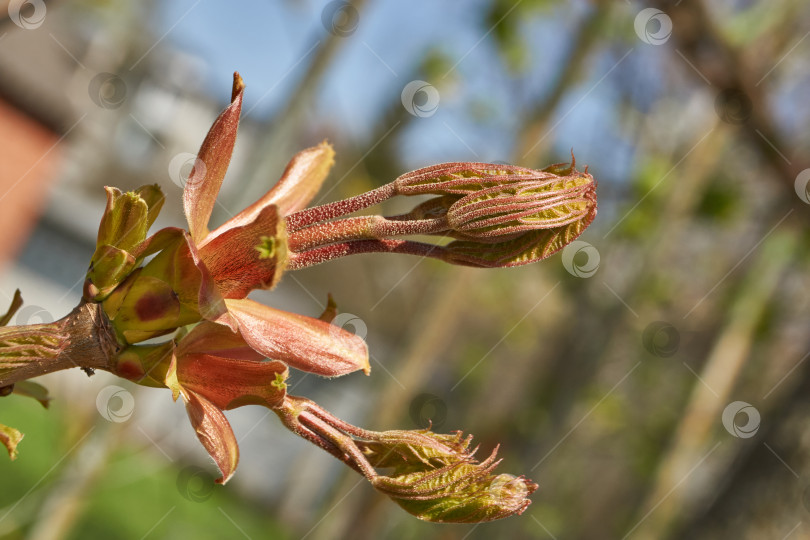 Скачать Из листовых почек клена остролистного (лат. Acer platanoides) распустились листья. фотосток Ozero