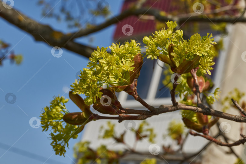 Скачать Распускаются цветочные почки клена остролистного (лат. Acer platanoides). фотосток Ozero