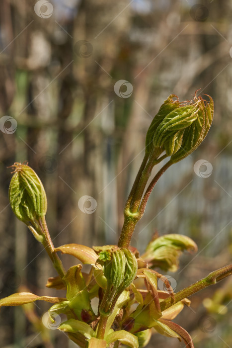 Скачать Из листовых почек клена остролистного (лат. Acer platanoides) распустились листья. фотосток Ozero