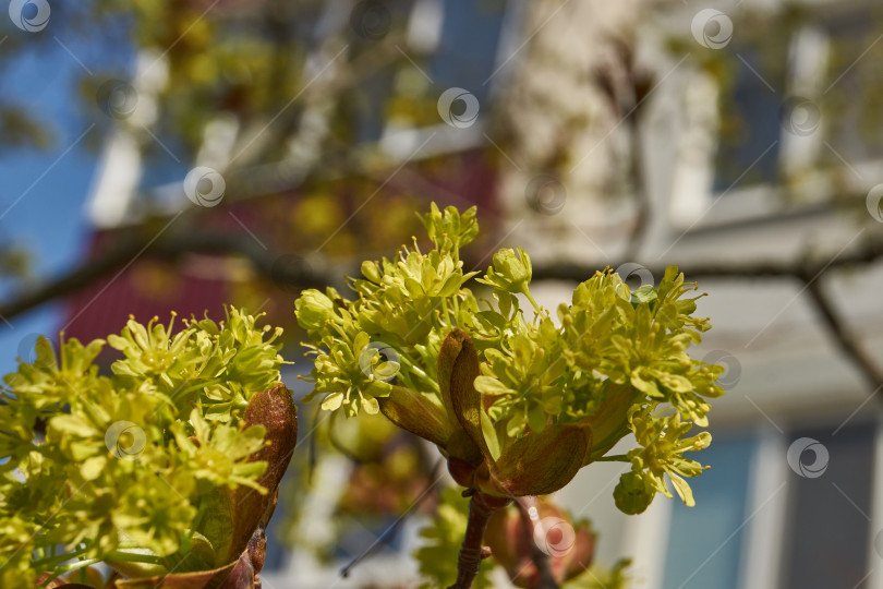Скачать Распускаются цветочные почки клена остролистного (лат. Acer platanoides). фотосток Ozero