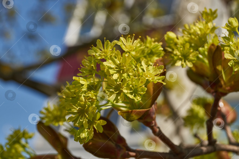 Скачать Распускаются цветочные почки клена остролистного (лат. Acer platanoides). фотосток Ozero