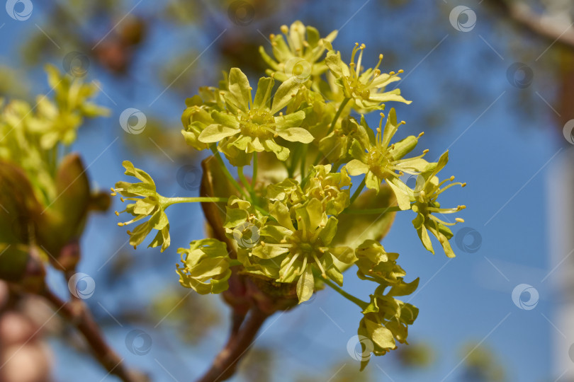 Скачать Распускаются цветочные почки клена остролистного (лат. Acer platanoides). фотосток Ozero