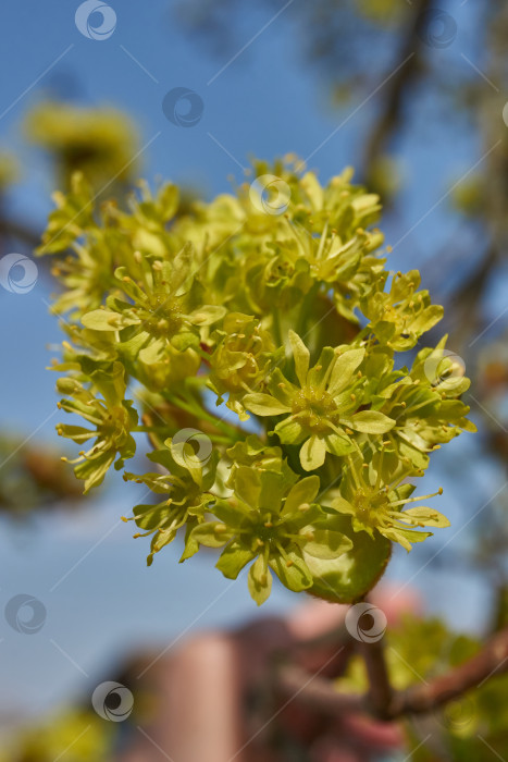 Скачать Распускаются цветочные почки клена остролистного (лат. Acer platanoides). фотосток Ozero