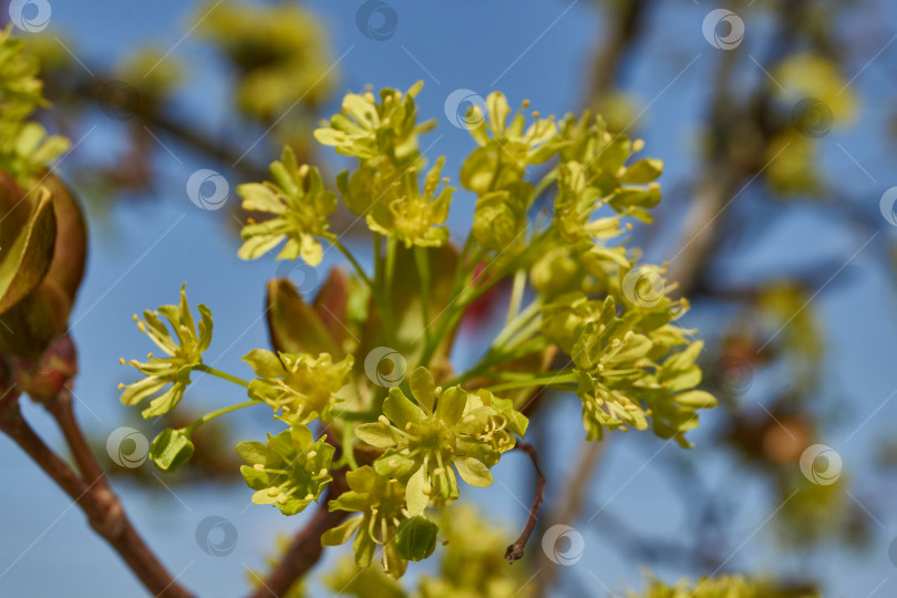 Скачать Распускаются цветочные почки клена остролистного (лат. Acer platanoides). фотосток Ozero