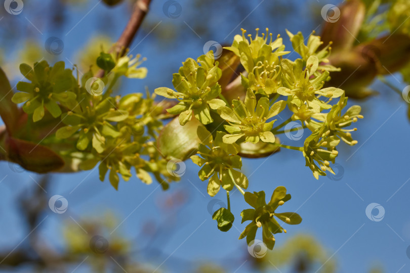 Скачать Распускаются цветочные почки клена остролистного (лат. Acer platanoides). фотосток Ozero