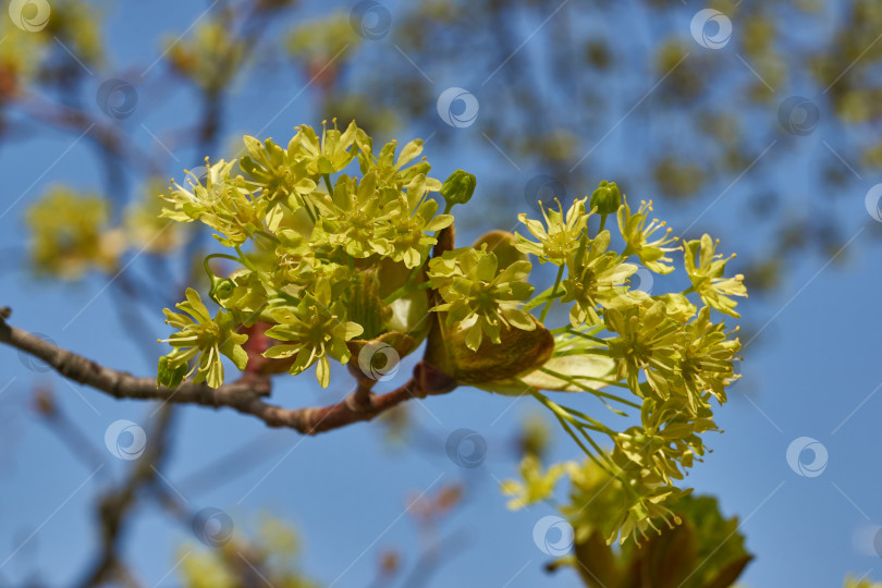 Скачать Распускаются цветочные почки клена остролистного (лат. Acer platanoides). фотосток Ozero