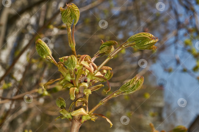 Скачать Из листовых почек клена остролистного (лат. Acer platanoides) распустились листья. фотосток Ozero