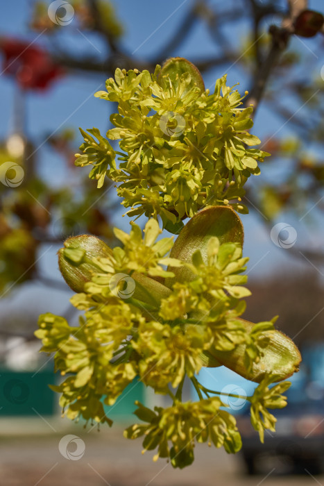 Скачать Распускаются цветочные почки клена остролистного (лат. Acer platanoides). фотосток Ozero