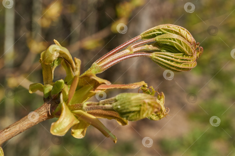 Скачать Из листовых почек клена остролистного (лат. Acer platanoides) распустились листья. фотосток Ozero